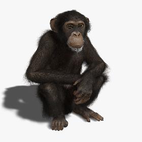 Chimp (2) (RIGGED) (FUR)